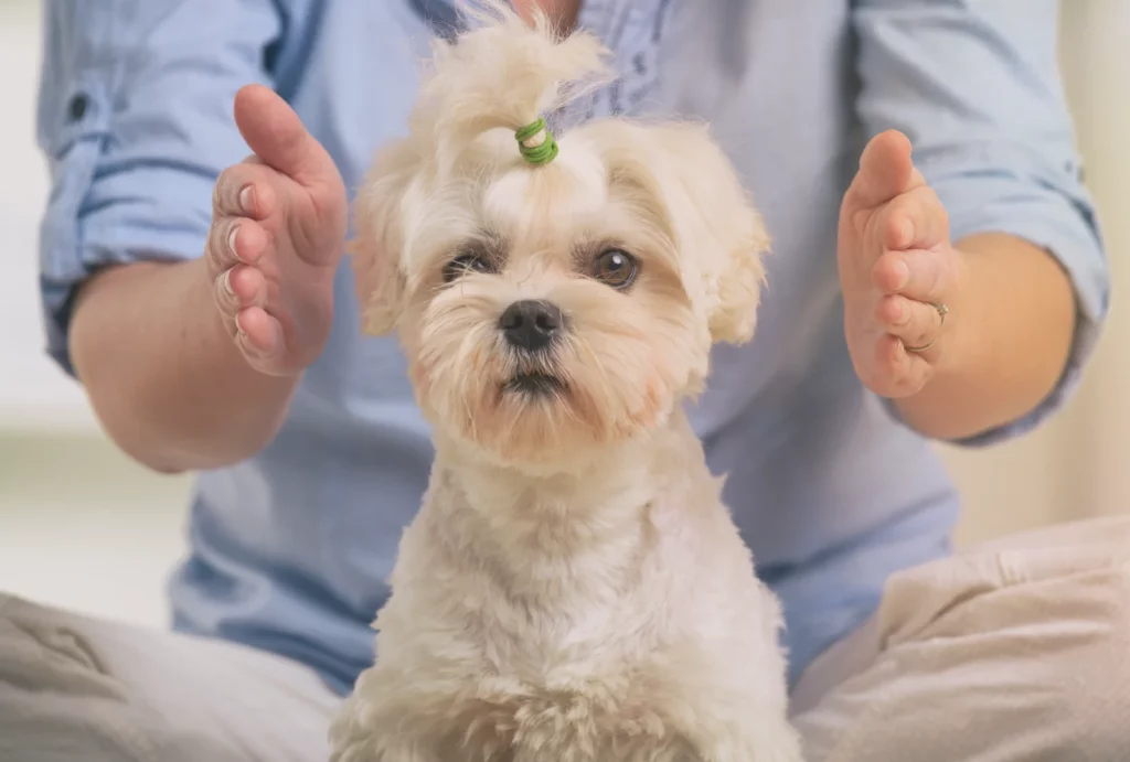 A white dog receives a Reiki treatment from a practitioner who holds their hands around the dog's head and sits behind them.