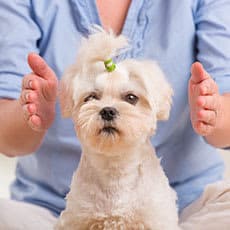 small white dog getting an animal massage