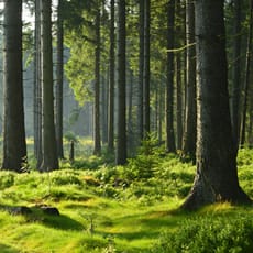 view of trees in a forest